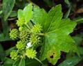 Hydrocotyle javanica